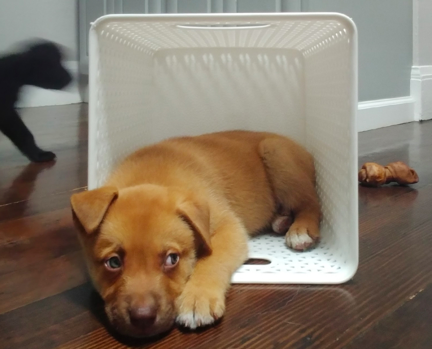 Mocha in the Basket and Biscuit in the Back Mocha in the Basket and Biscuit in the Back