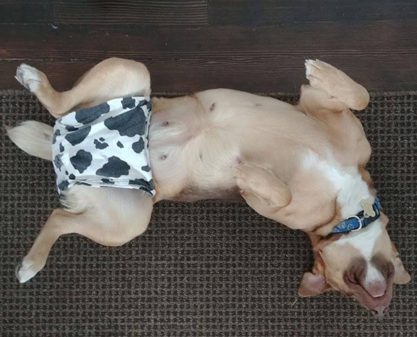 dog-milo3
