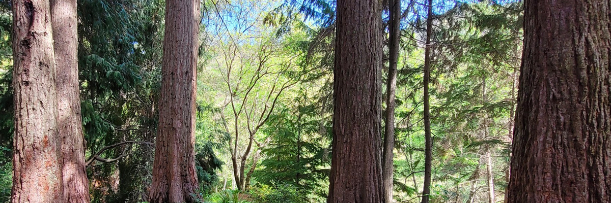 sequoiagrove1