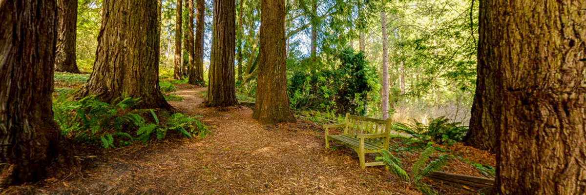 sequoiagrove3